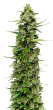 The Real Amnesia grow shot