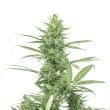 The Real Amnesia Feminized by Growers Choice Seeds (2)