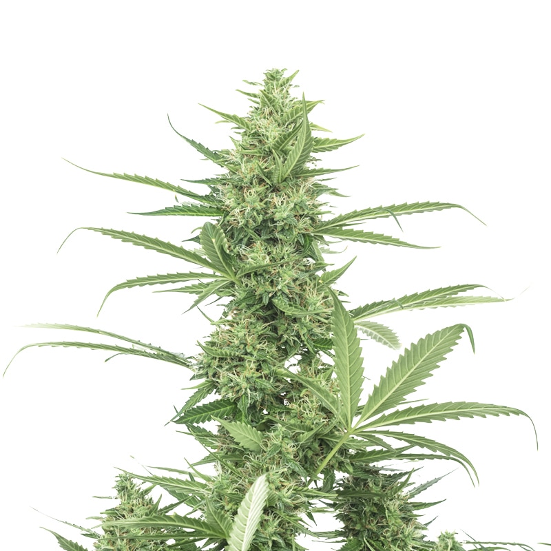 The Real Amnesia Feminized by Growers Choice Seeds (2) The Real Amnesia bud detail