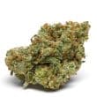 The Real Amnesia Feminized by Growers Choice Seeds (2)