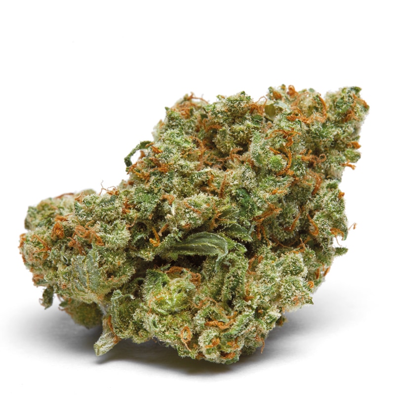 The Real Amnesia Feminized by Growers Choice Seeds (3) The Real Amnesia plant in flower