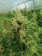 The Real Amnesia Feminized by Growers Choice Seeds (2)