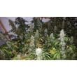 The Real Amnesia Feminized by Growers Choice Seeds (2)