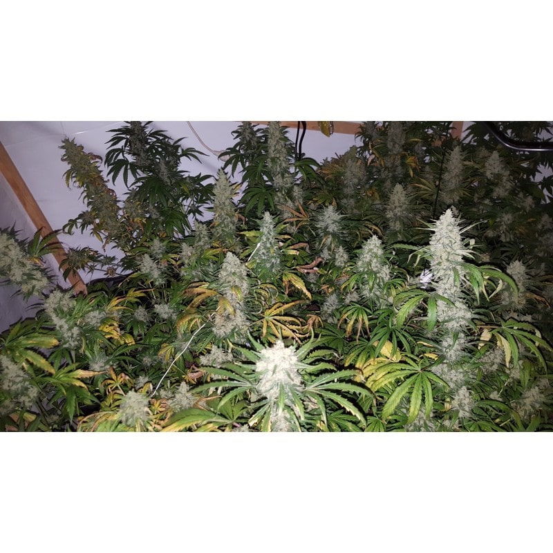 The Real Amnesia Feminized by Growers Choice Seeds (5) The Real Amnesia grow shot