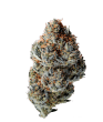 Toad Poison Auto by Growers Choice Seeds (2)