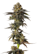 Toad Poison Auto by Growers Choice Seeds (2)