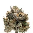 Tropical Cookies Double XL bud detail