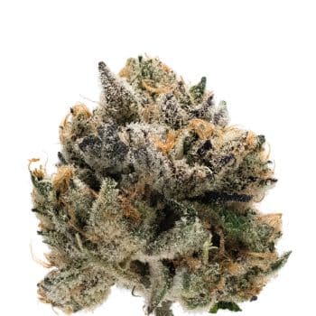 Tropical Cookies Double XL bud detail