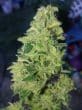Tropical Cookies Double XL Auto by Growers Choice Seeds (2)