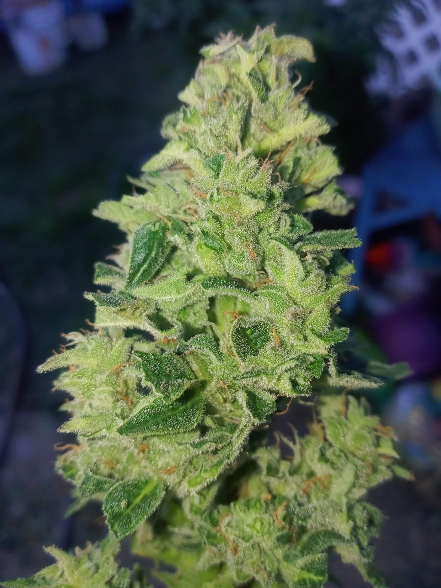 Tropical Cookies Double XL Auto by Growers Choice Seeds (3) Tropical Cookies Double XL plant in flower