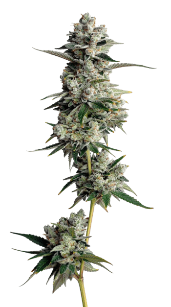 Tropical Cookies Double XL harvest detail