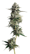 Tropical Cookies Double XL Auto by Growers Choice Seeds (2)