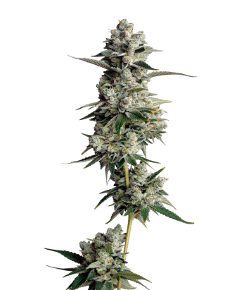 Tropical Cookies grow shot