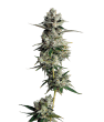 Tropical Cookies grow shot
