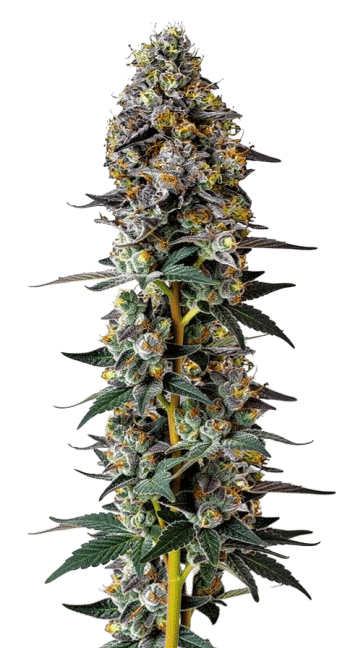 Tropicana Wedding Cake Auto by Growers Choice Seeds