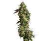 Ultra Violet GMO Feminized by Growers Choice Seeds