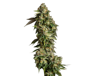 Ultra Violet GMO Feminized by Growers Choice Seeds