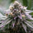 Ultra Violet GMO Feminized by Growers Choice Seeds