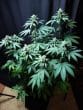Ultra Violet GMO Feminized by Growers Choice Seeds