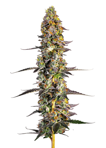 Unicorn Wagyu plant in flower