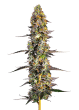 Unicorn Wagyu Auto by Growers Choice Seeds (2)