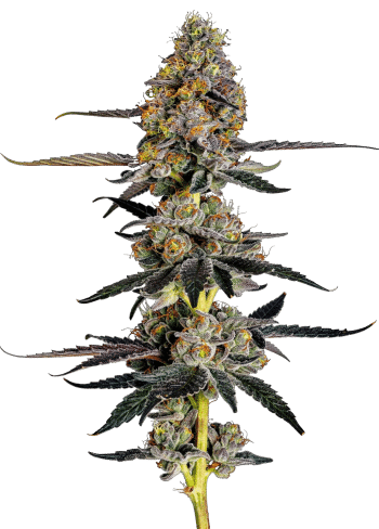 Watermelon Punch Feminized by Growers Choice Seeds
