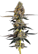 Watermelon Punch Feminized by Growers Choice Seeds
