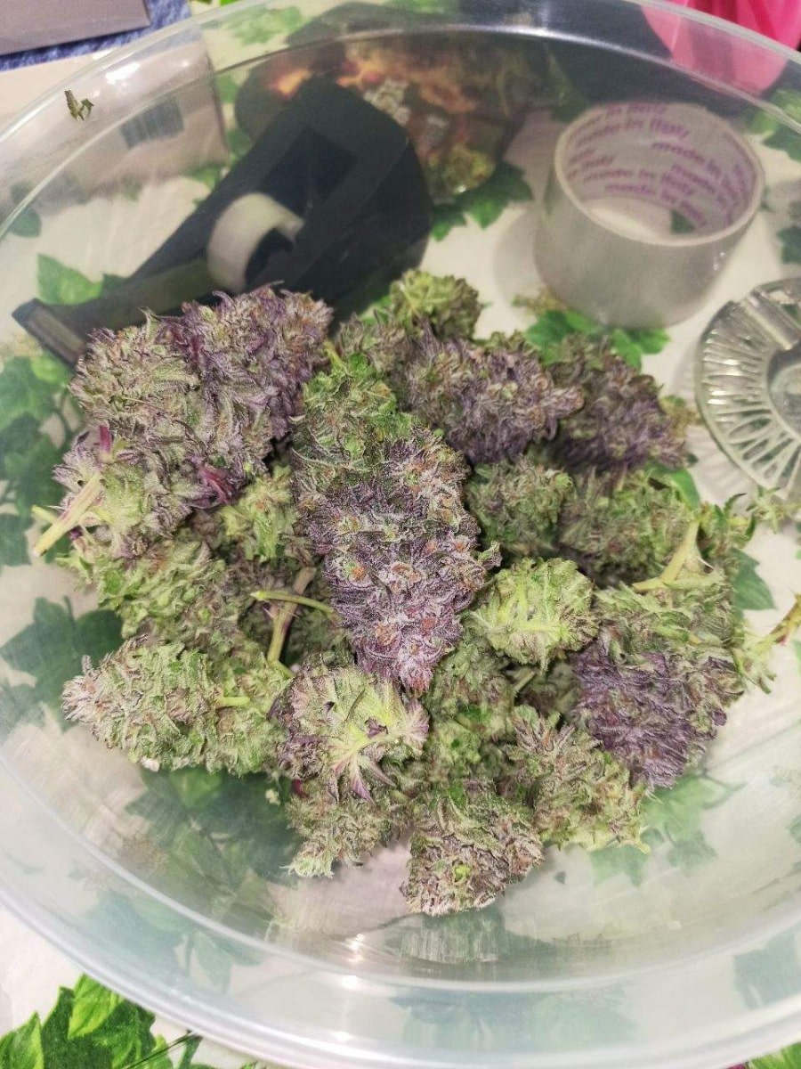 Watermelon Punch Feminized by Growers Choice Seeds (3) Watermelon Punch plant in flower