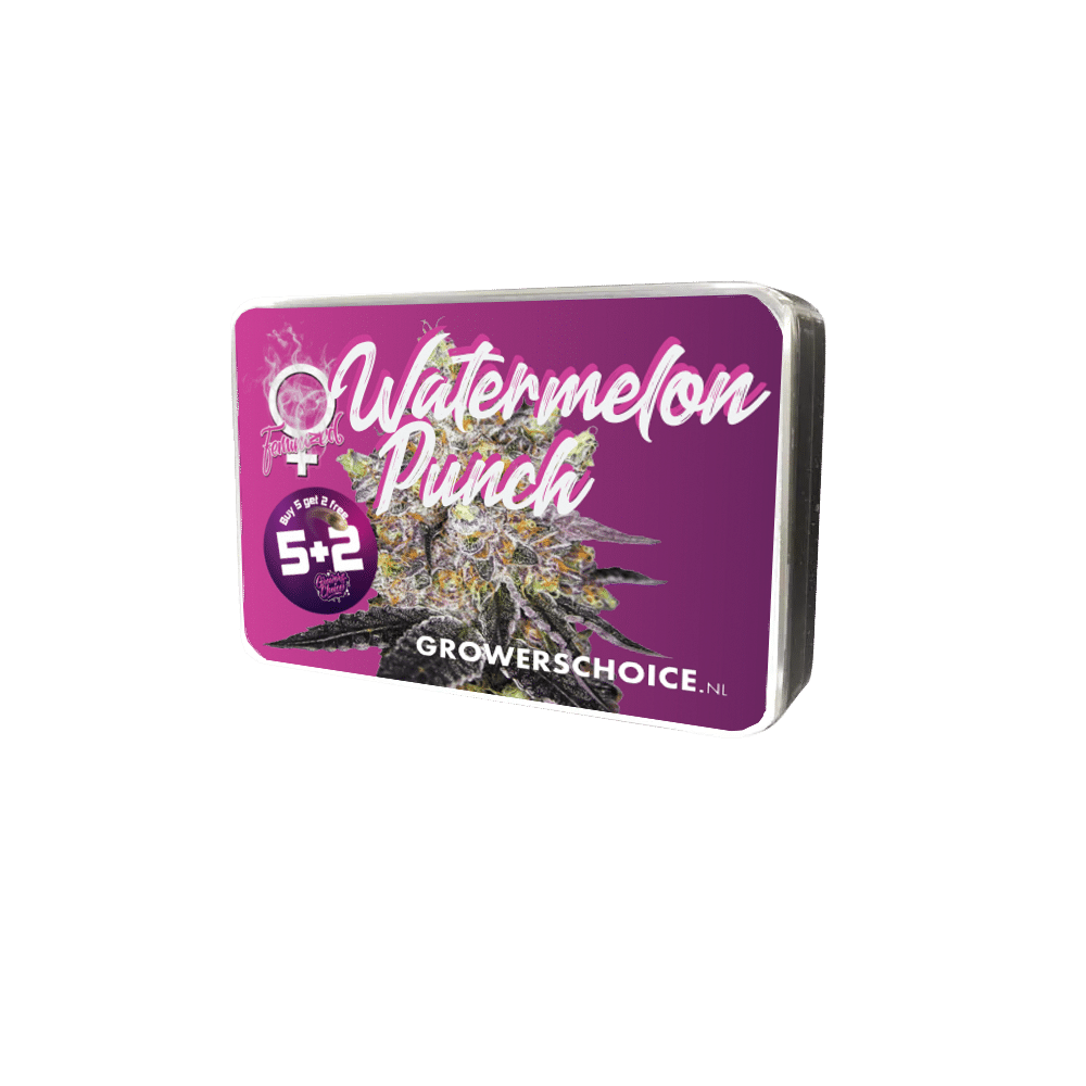 Watermelon Punch Feminized by Growers Choice Seeds (5) Watermelon Punch grow shot