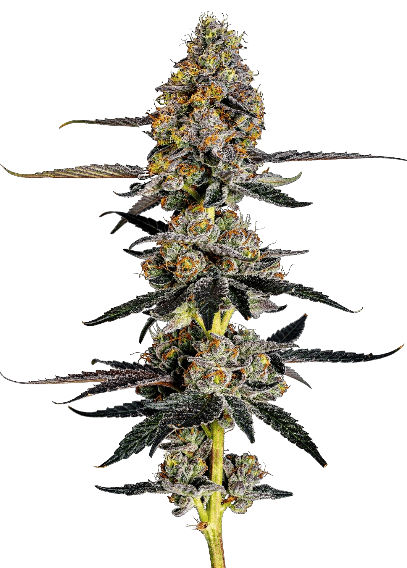 Watermelon Punch Feminized by Growers Choice Seeds Watermelon Punch Feminized by Growers Choice Seeds