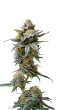 Watermelon Wedding Cake Feminized by Growers Choice Seeds