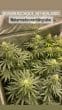 Watermelon Wedding Cake Feminized by Growers Choice Seeds