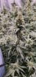 Watermelon Wedding Cake Feminized by Growers Choice Seeds