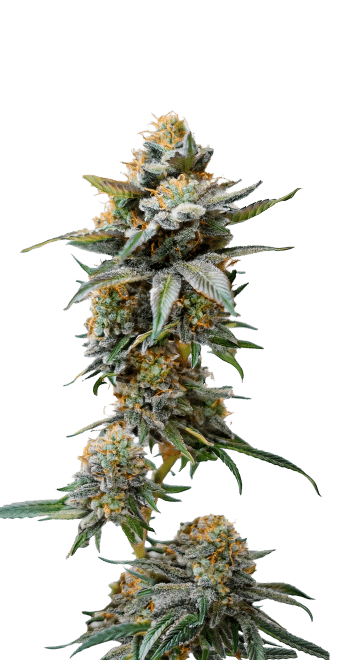 Watermelon Weddingcake Double XL grow shot