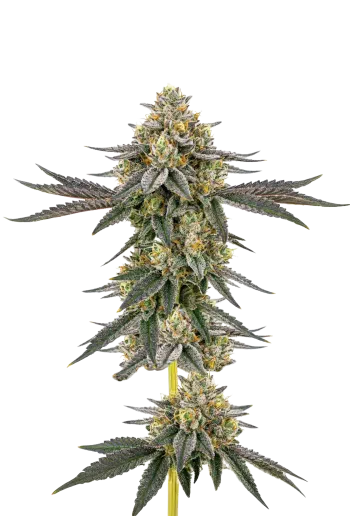 Wedding Cake x Frosty Gelato Double XL Auto by Growers Choice Seeds