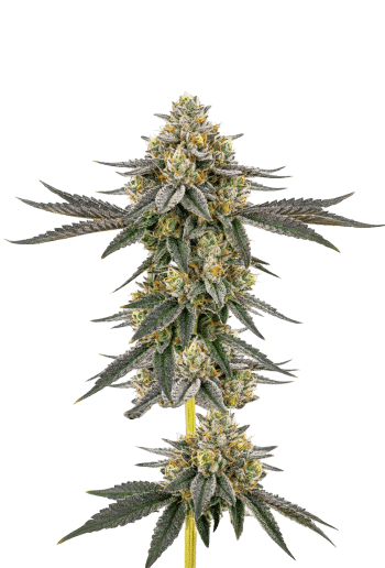 Wedding Cake x Frosty Gelato Feminized by Growers Choice Seeds