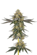 Wedding Cake x Frosty Gelato Feminized by Growers Choice Seeds