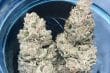 Wedding Cake x Frosty Gelato Feminized by Growers Choice Seeds