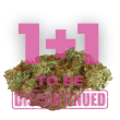 White Fire Gelato Feminized by Growers Choice Seeds
