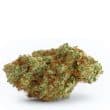 White Fire Gelato Feminized by Growers Choice Seeds