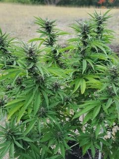 White Fire Gelato Feminized by Growers Choice Seeds (4) White Fire Gelato harvest detail