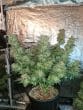 White Fire Gelato Feminized by Growers Choice Seeds