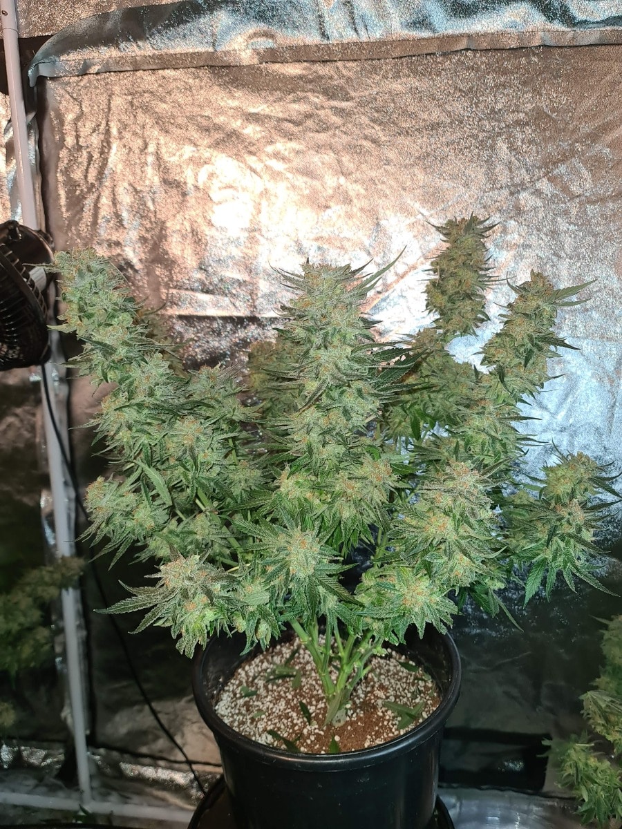 White Fire Gelato Feminized by Growers Choice Seeds (5) White Fire Gelato grow shot