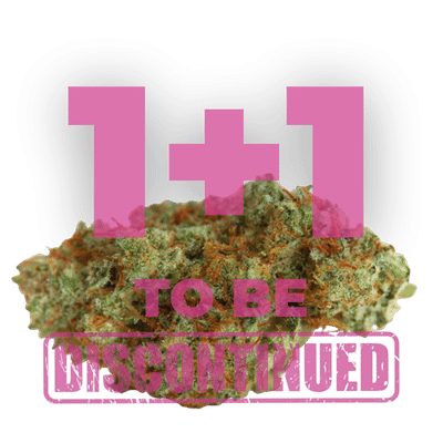 White Fire Gelato Feminized by Growers Choice Seeds White Fire Gelato Feminized by Growers Choice Seeds
