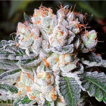 White Fire OG bud detail