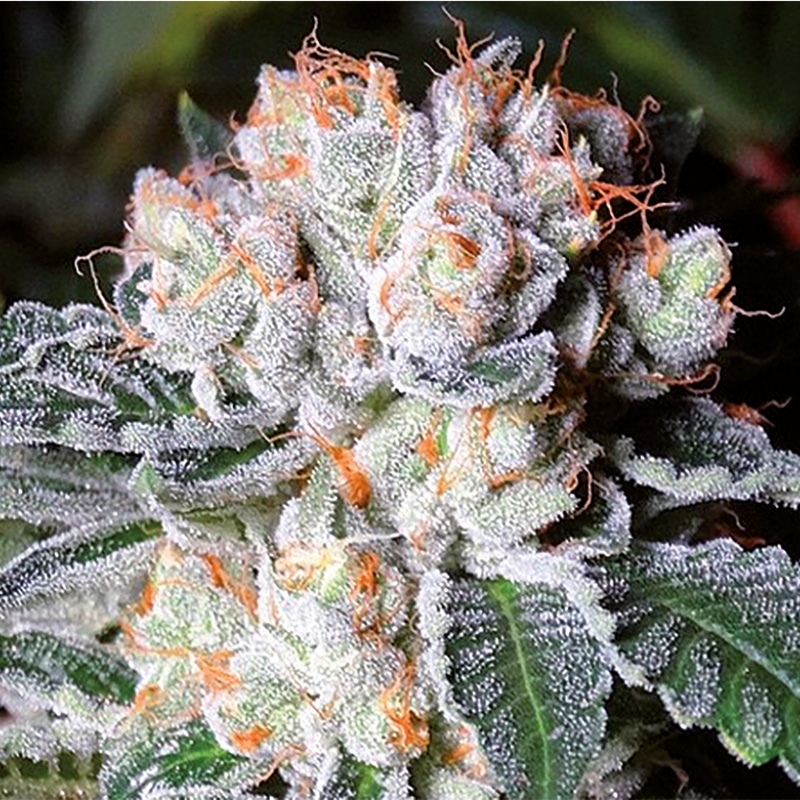 White Fire OG Feminized by Growers Choice Seeds (2) White Fire OG bud detail