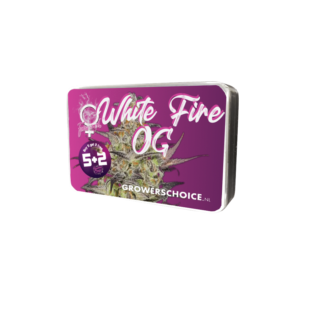 White Fire OG Feminized by Growers Choice Seeds (4) White Fire OG harvest detail