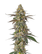White Fire OG Feminized by Growers Choice Seeds (2)