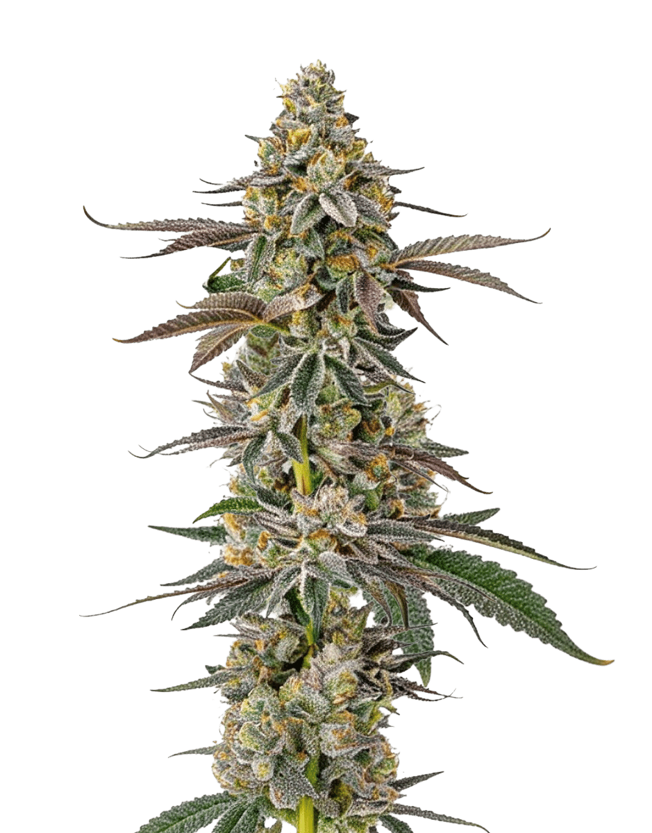 White Fire OG Feminized by Growers Choice Seeds (5) White Fire OG grow shot