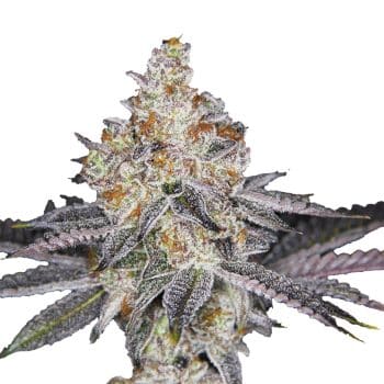 WiFi Punch bud detail